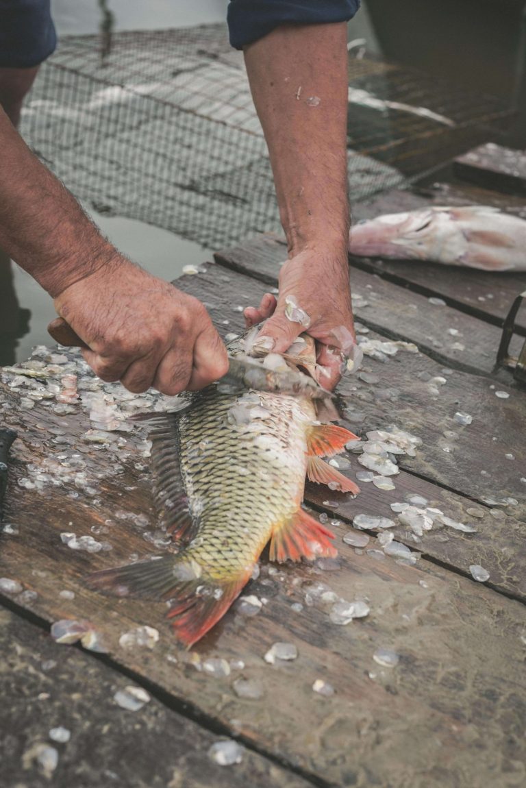 Шафран Fish-Bar разделка рыбы